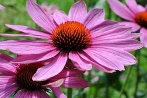 Echinacea juice to treat prostatitis